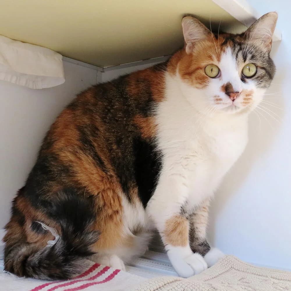 Pina, female 3yo Mixed Breed for adoption at Mondo Gatto
