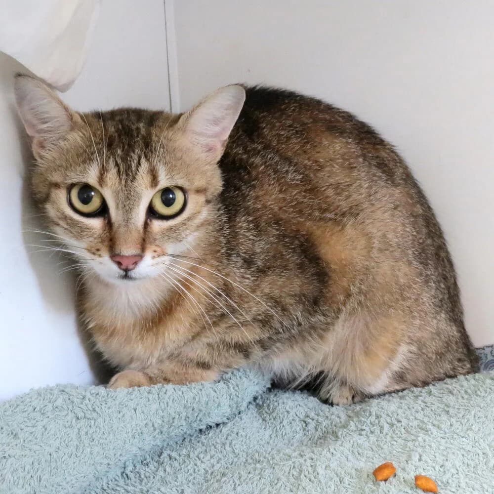 Pisa, female young Mixed Breed for adoption at Mondo Gatto