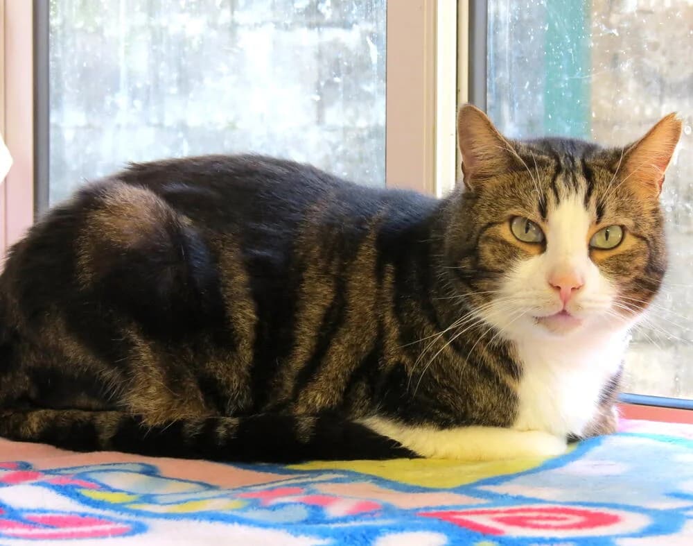 Polpy, male Mixed Breed for adoption at Mondo Gatto