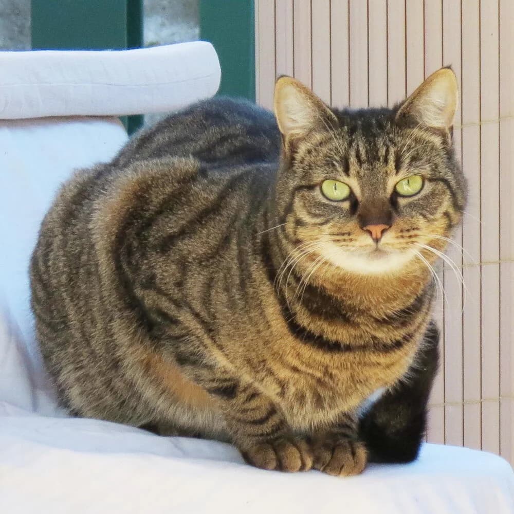 Prezzemolo, female 4yo Mixed Breed for adoption at Mondo Gatto