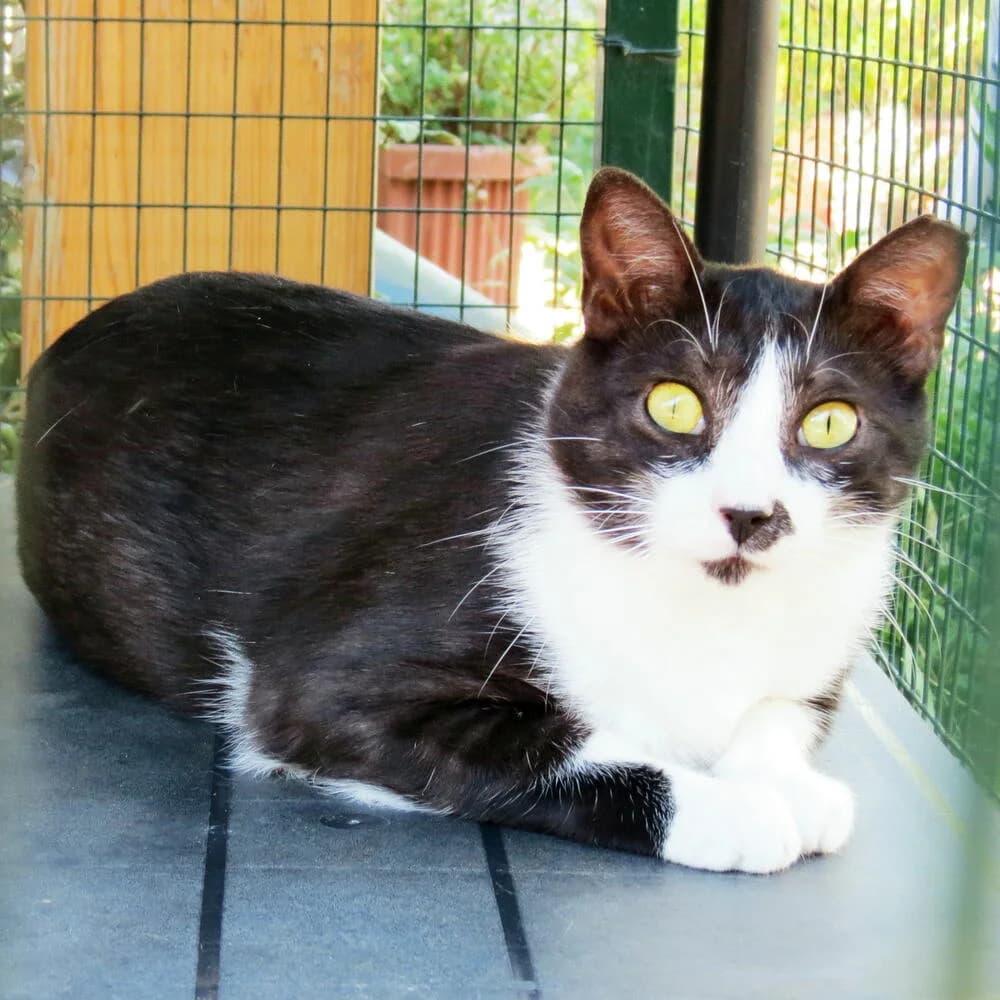 Punch, male young Mixed Breed for adoption at Mondo Gatto