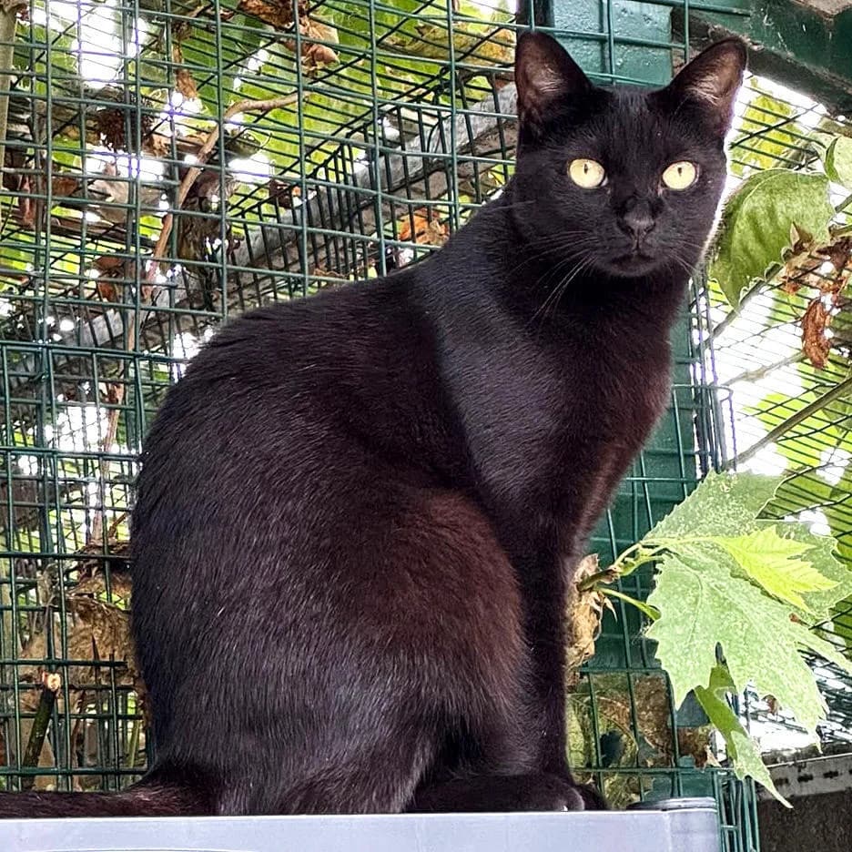 Raffa, female 5yo Mixed Breed for adoption at Mondo Gatto