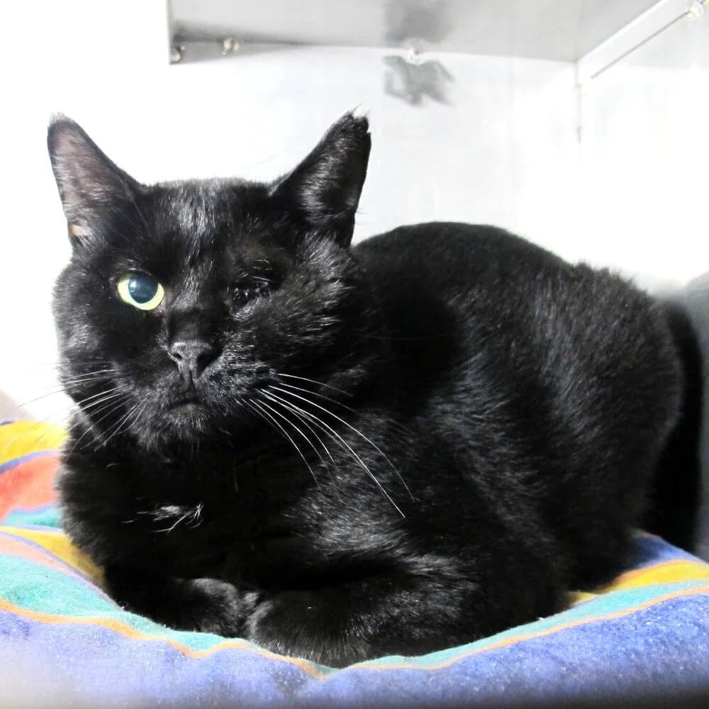Ray, male senior Mixed Breed for adoption at Mondo Gatto