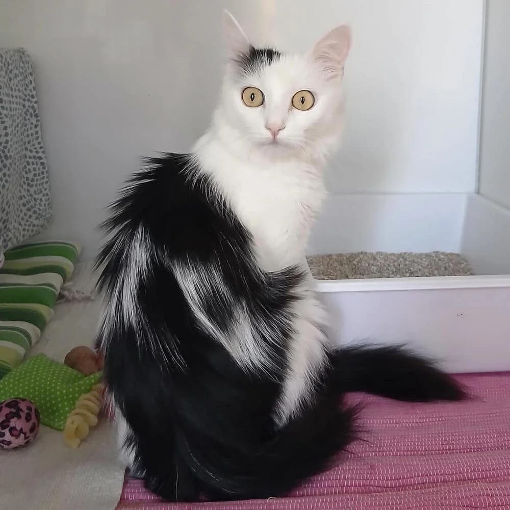 Rita, female 7yo Mixed Breed for adoption at Mondo Gatto