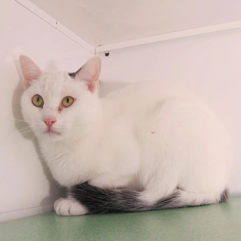 Robin, male 7yo Mixed Breed for adoption at Mondo Gatto