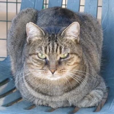 Rosalinda, female Mixed Breed for adoption at Mondo Gatto