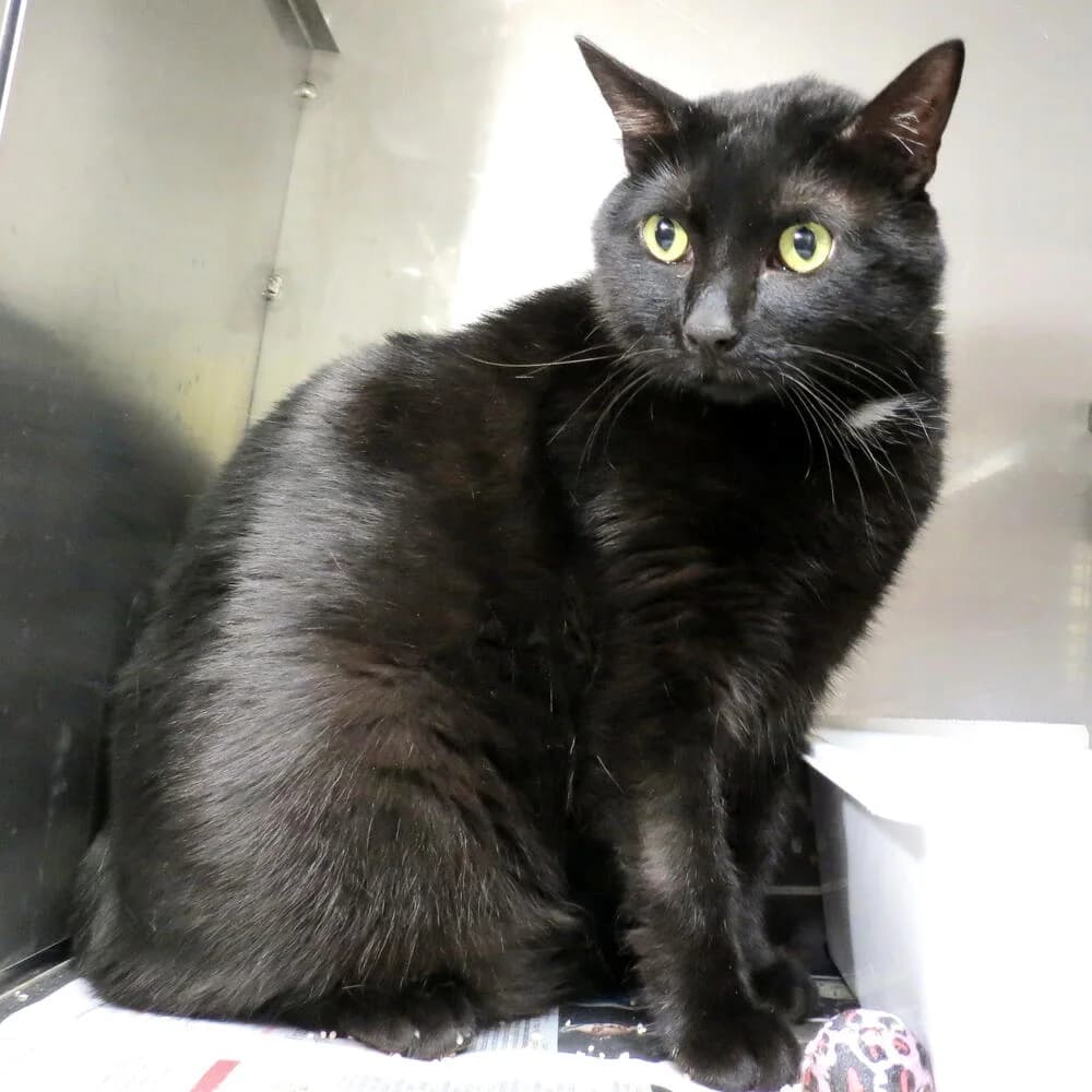 Salem, male Mixed Breed for adoption at Mondo Gatto