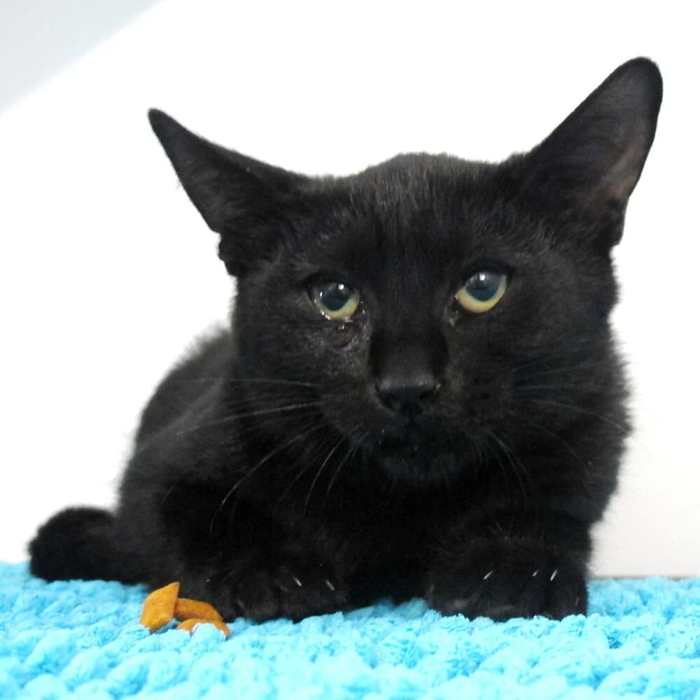 Strella, female 4yo Mixed Breed for adoption at Mondo Gatto