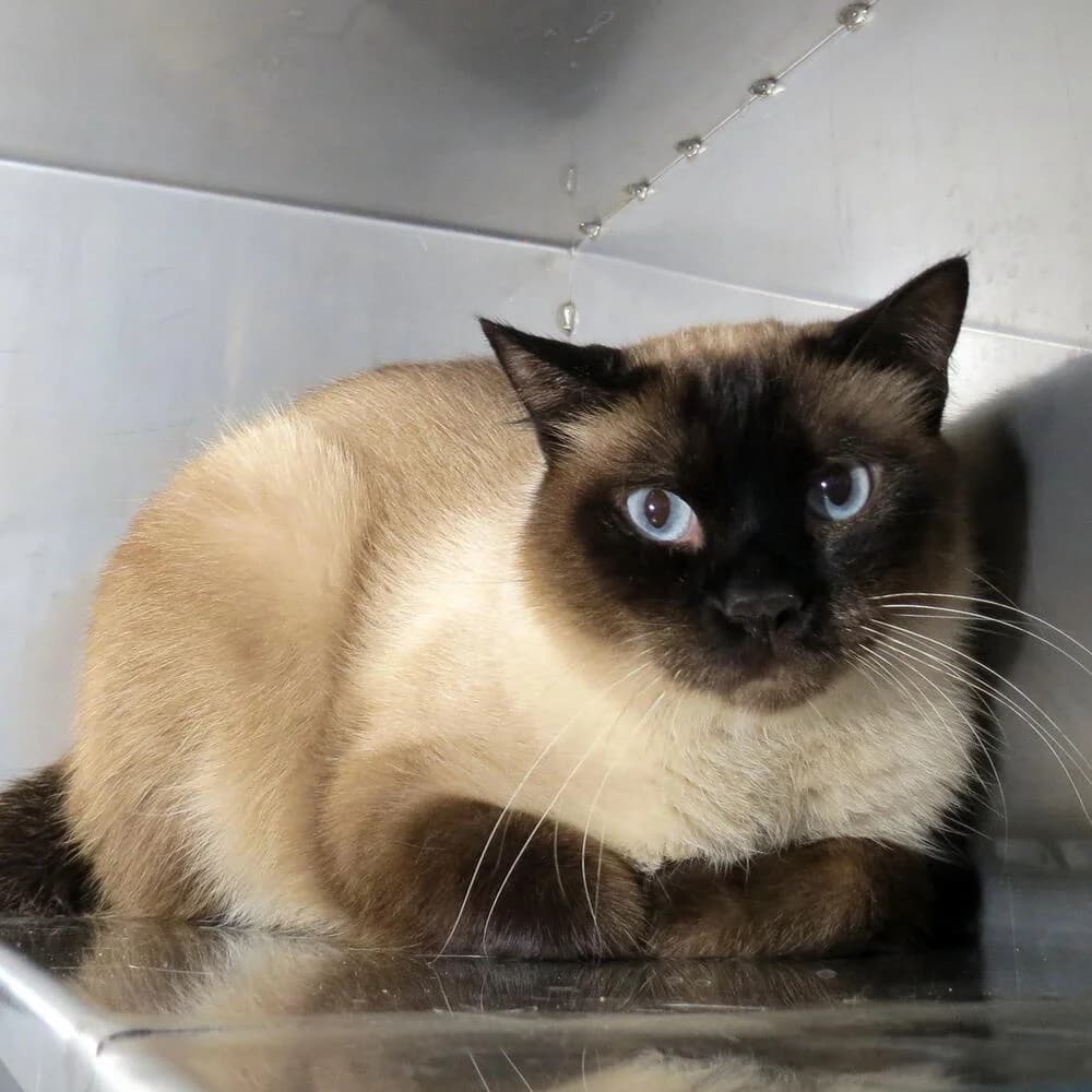 Thor 2, male 3yo Mixed Breed for adoption at Mondo Gatto
