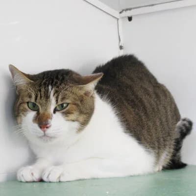 Tiger, male senior Mixed Breed for adoption at Mondo Gatto