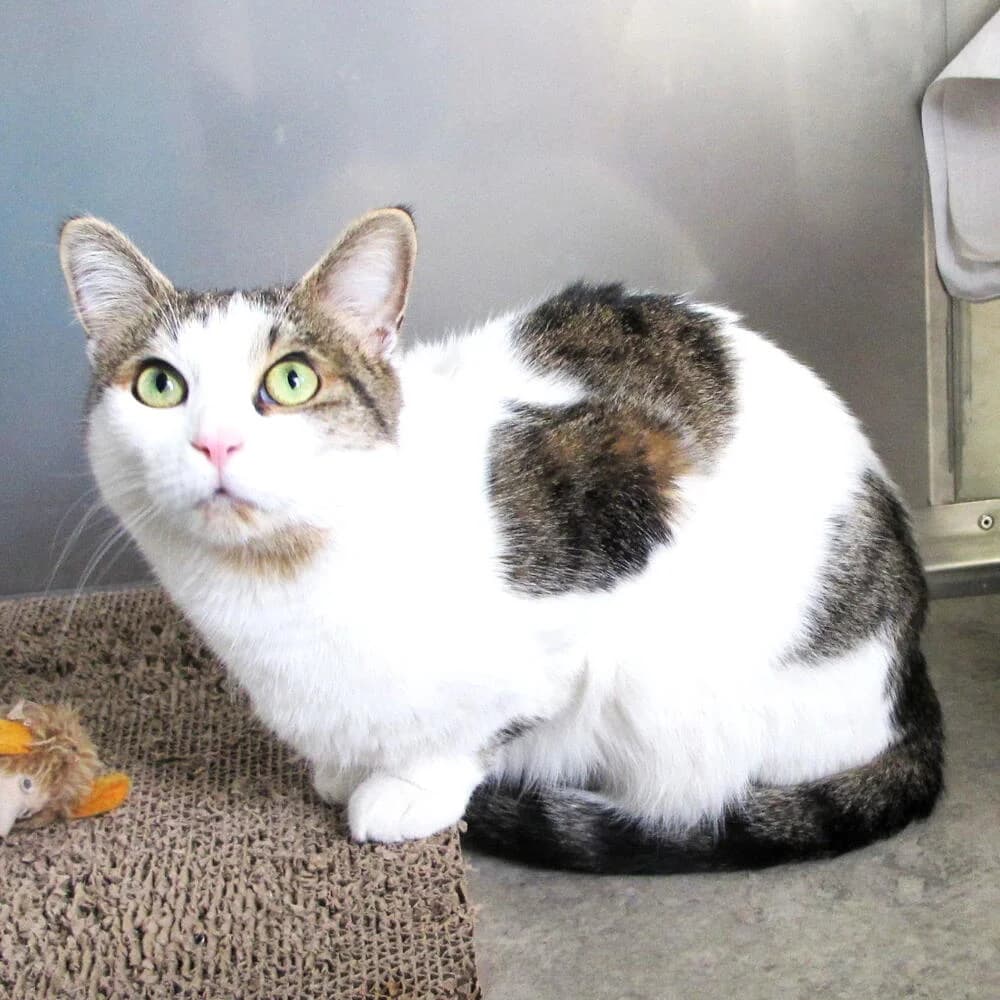 Toffee, female 6yo Mixed Breed for adoption at Mondo Gatto