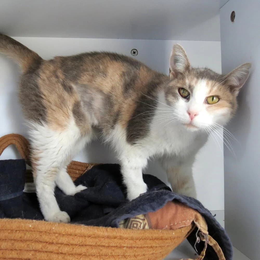 Triky, female 5yo Mixed Breed for adoption at Mondo Gatto