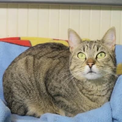 Tyson Miky, female senior Mixed Breed for adoption at Mondo Gatto