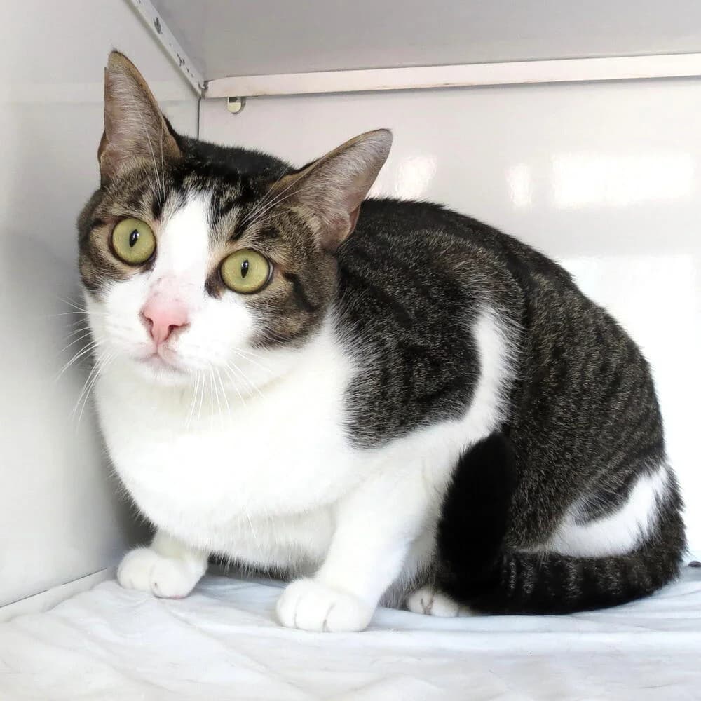 Ugo, male 3yo Mixed Breed for adoption at Mondo Gatto