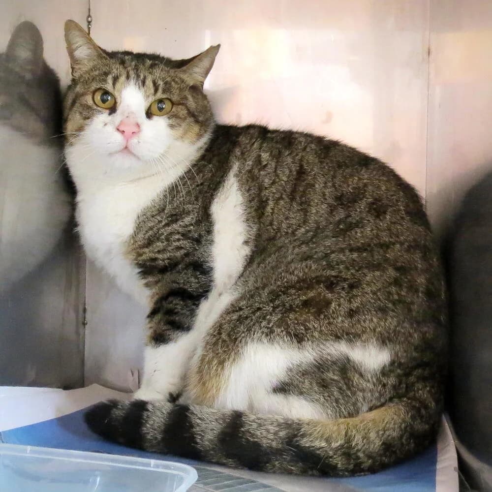 Vittorio, male Mixed Breed for adoption at Mondo Gatto