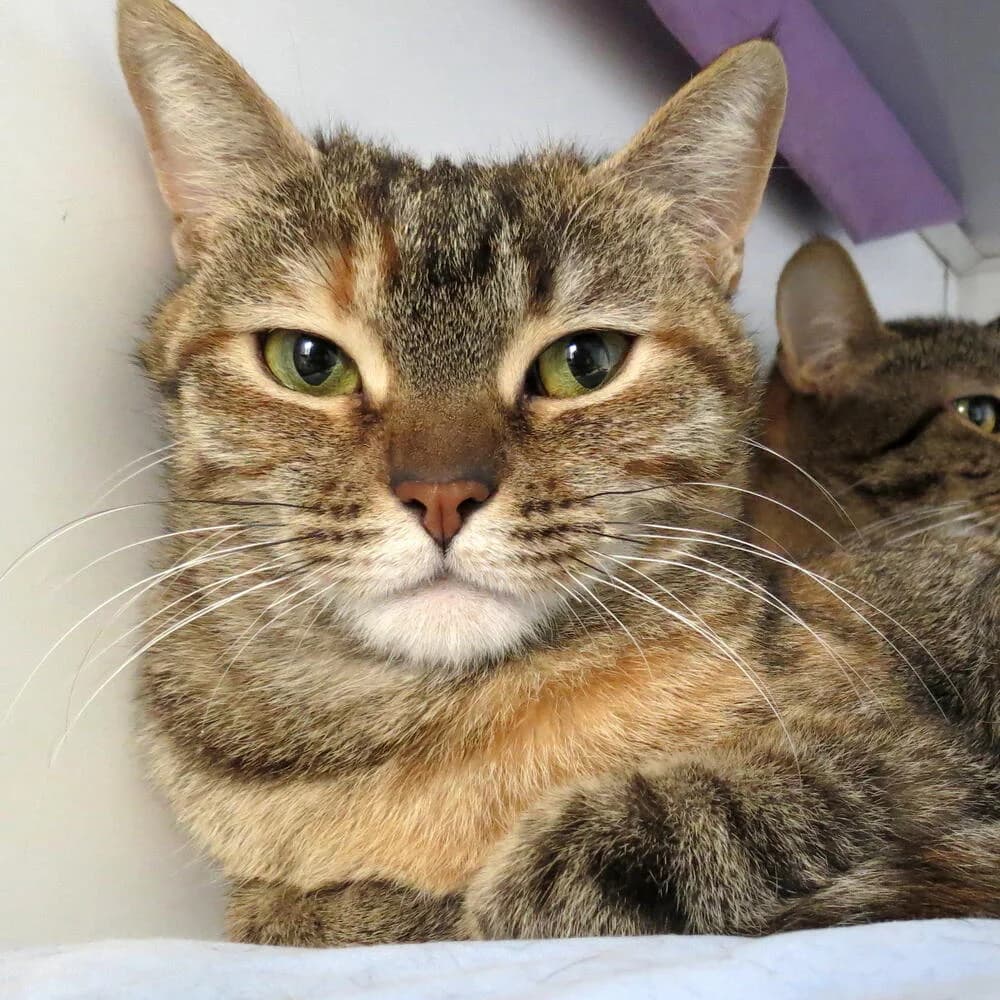 Zelda, female 3yo Mixed Breed for adoption at Mondo Gatto