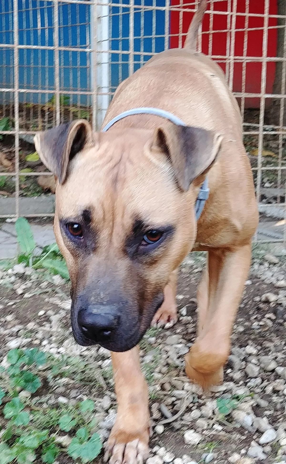 Chiara, female 3yo Pit Bull Terrier for adoption at Associazione Nati Liberi, Caserta