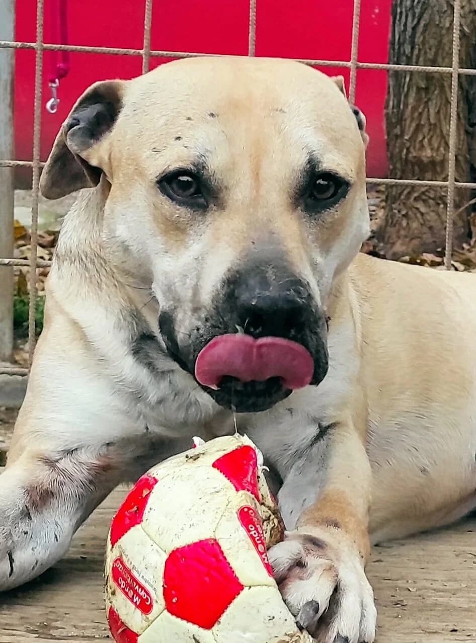 Dino, male 3yo Pit Bull Terrier for adoption at Associazione Nati Liberi, Caserta