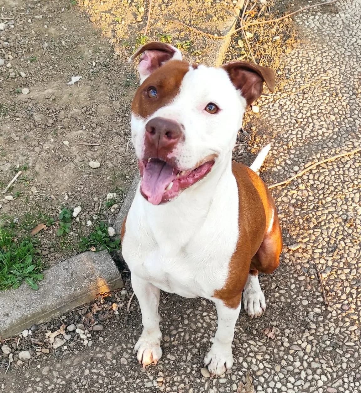 Enea, male young Pit Bull Terrier for adoption at Associazione Nati Liberi, Caserta