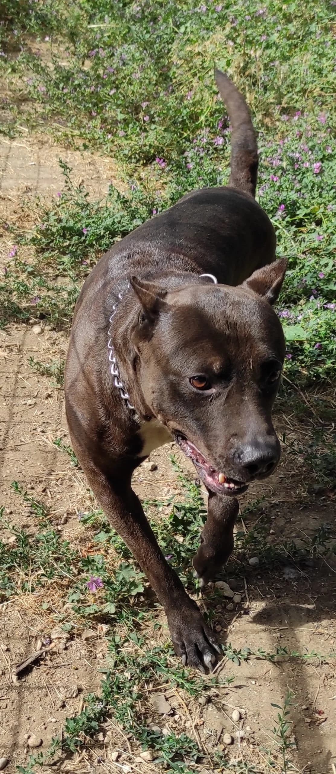 Brown, male 3yo Pit Bull Terrier for adoption at Associazione Nati Liberi, Caserta