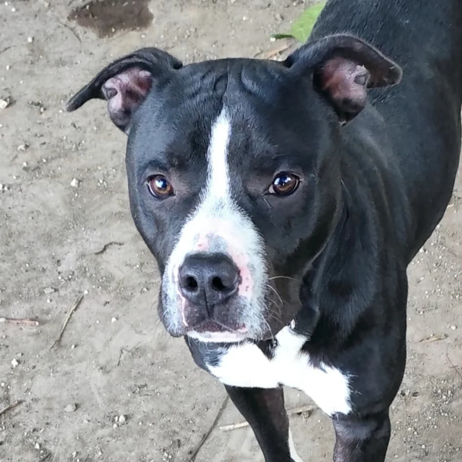 Brian, male young Pit Bull Terrier for adoption at Associazione Nati Liberi, Caserta