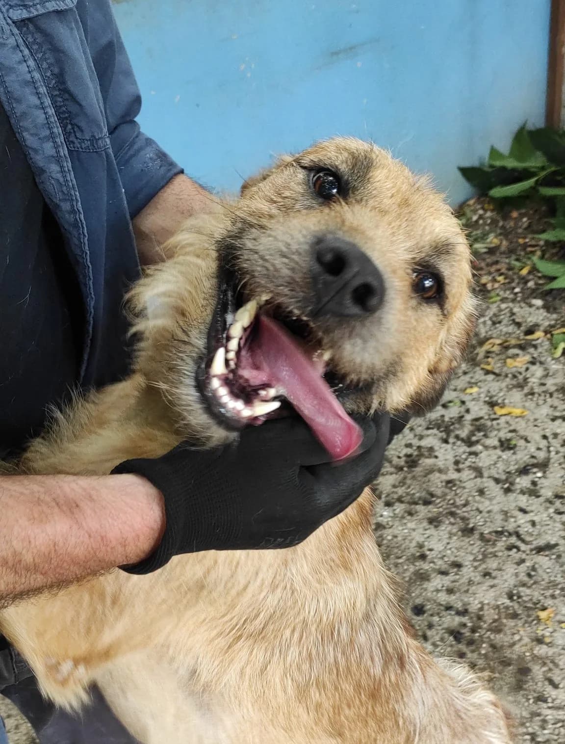 Tommy, male young mixed breed for adoption at Associazione Nati Liberi, Caserta