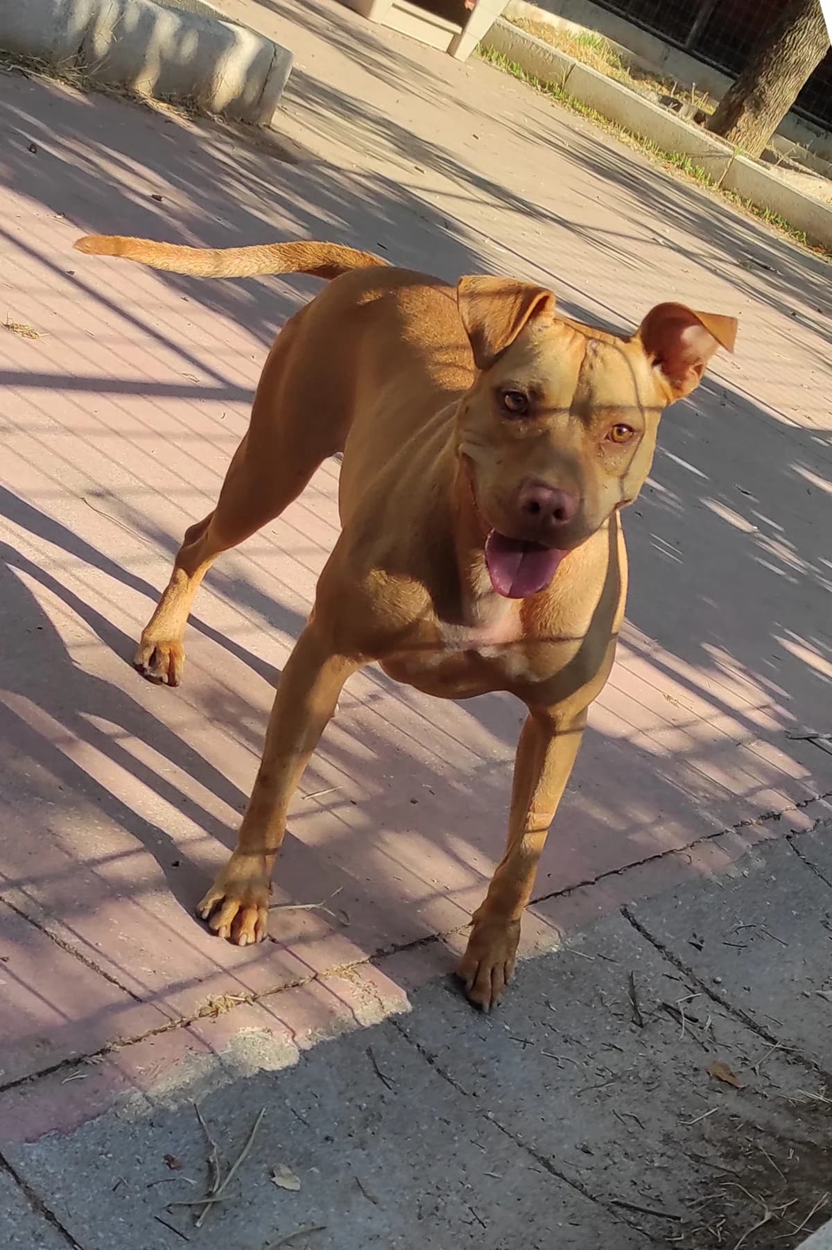 Megan, female 3yo Pit Bull Terrier for adoption at Associazione Nati Liberi, Caserta