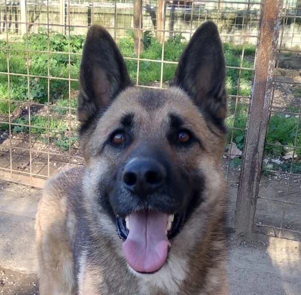Leila, female 3yo German Shepherd for adoption at Associazione Nati Liberi, Caserta