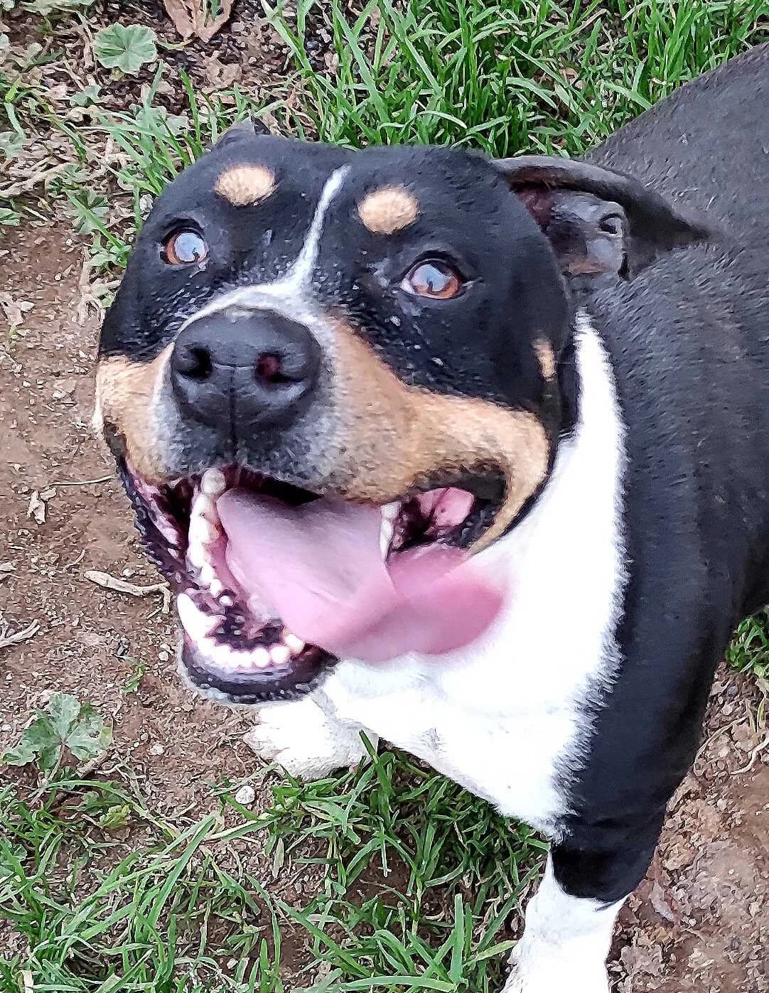 Valentino, male 3yo Staffordshire Bull Terrier for adoption at Associazione Nati Liberi, Caserta