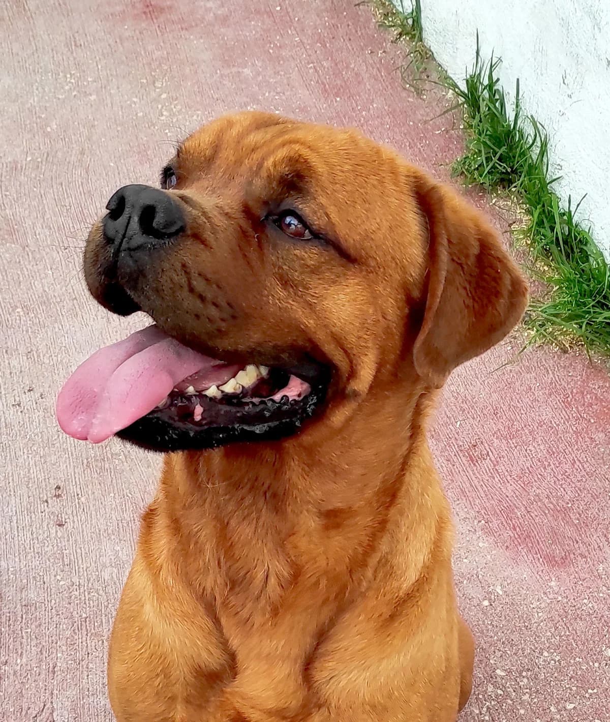 Shrek, male 3yo Rottweiler for adoption at Associazione Nati Liberi, Caserta