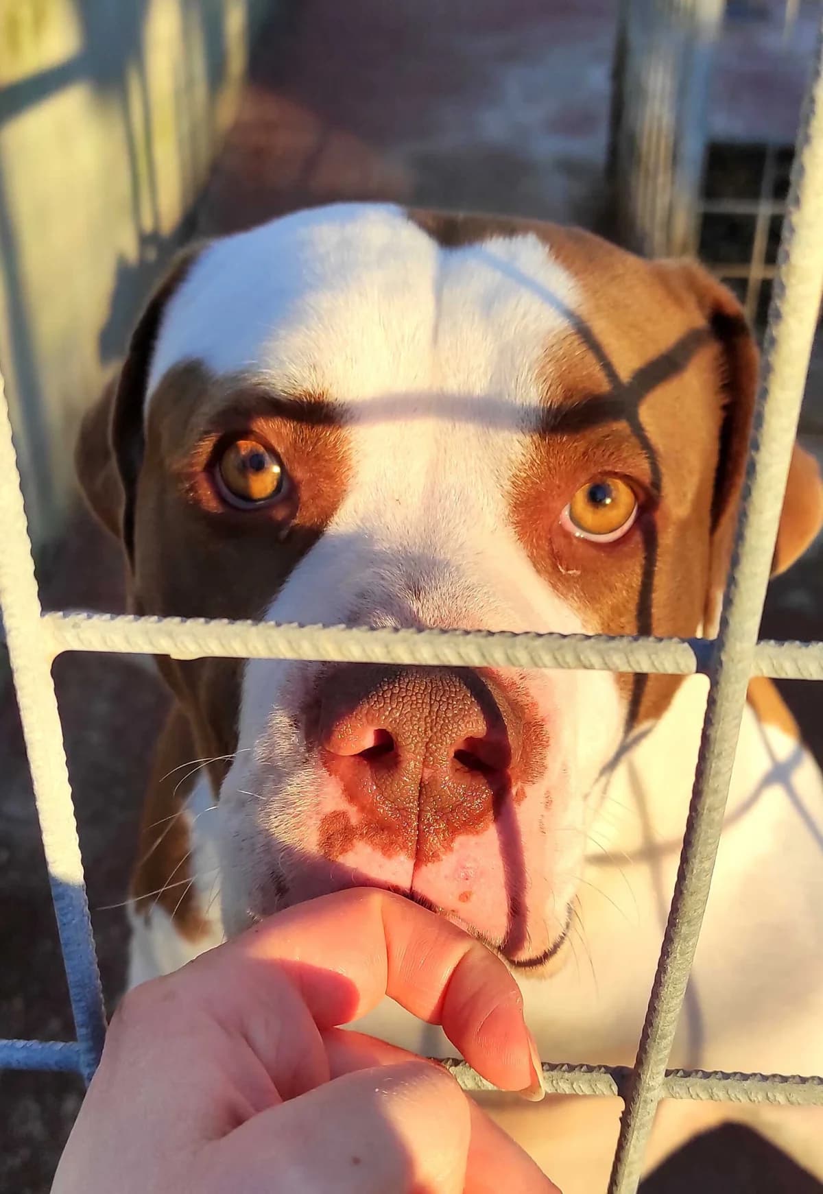 Ken, male 4yo American Staffordshire Terrier for adoption at Associazione Nati Liberi, Caserta
