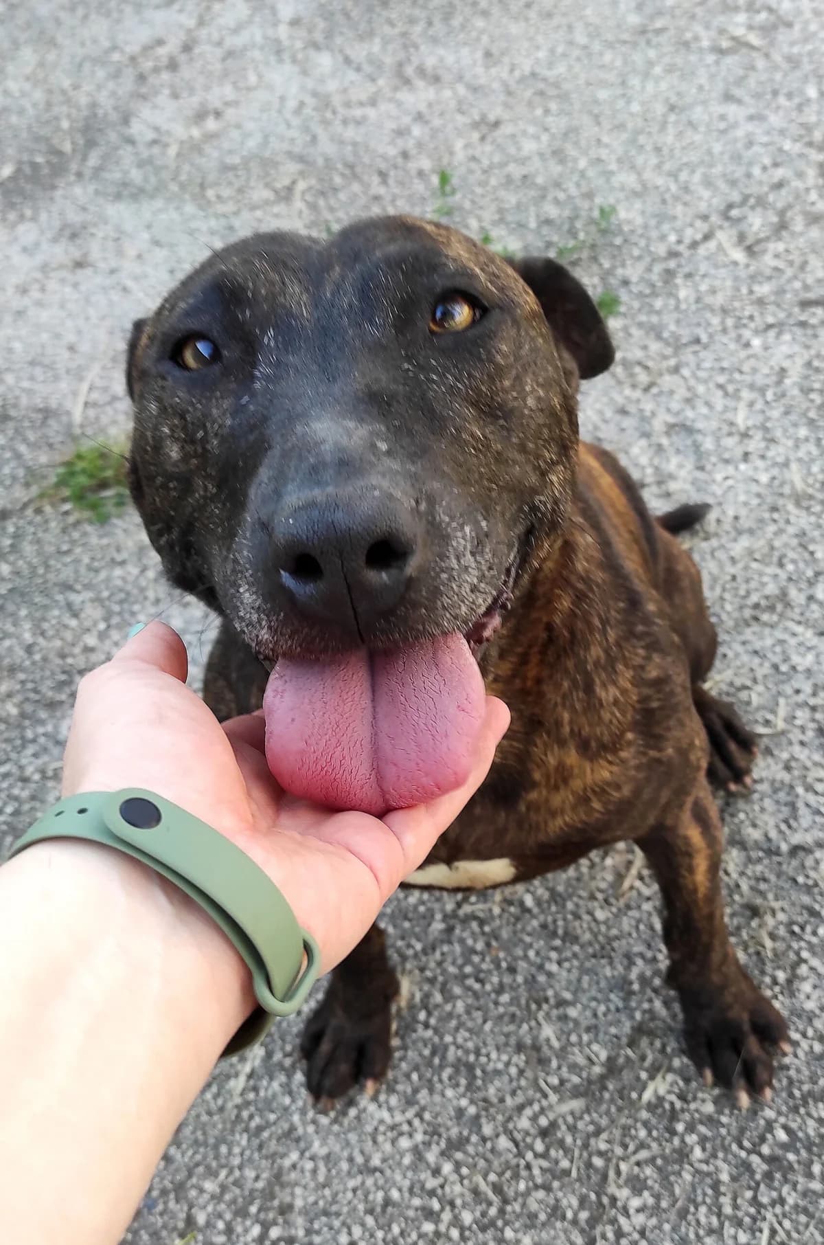 Rocio, female 4yo Bull Terrier for adoption at Associazione Nati Liberi, Caserta
