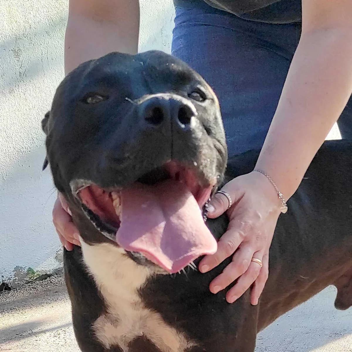 Raul, male young Pit Bull Terrier for adoption at Associazione Nati Liberi, Caserta