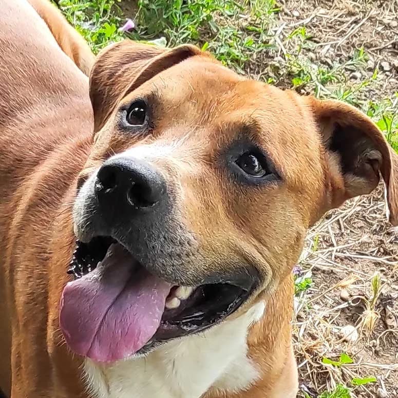Chapo, male 3yo American Staffordshire Terrier for adoption at Associazione Nati Liberi, Caserta