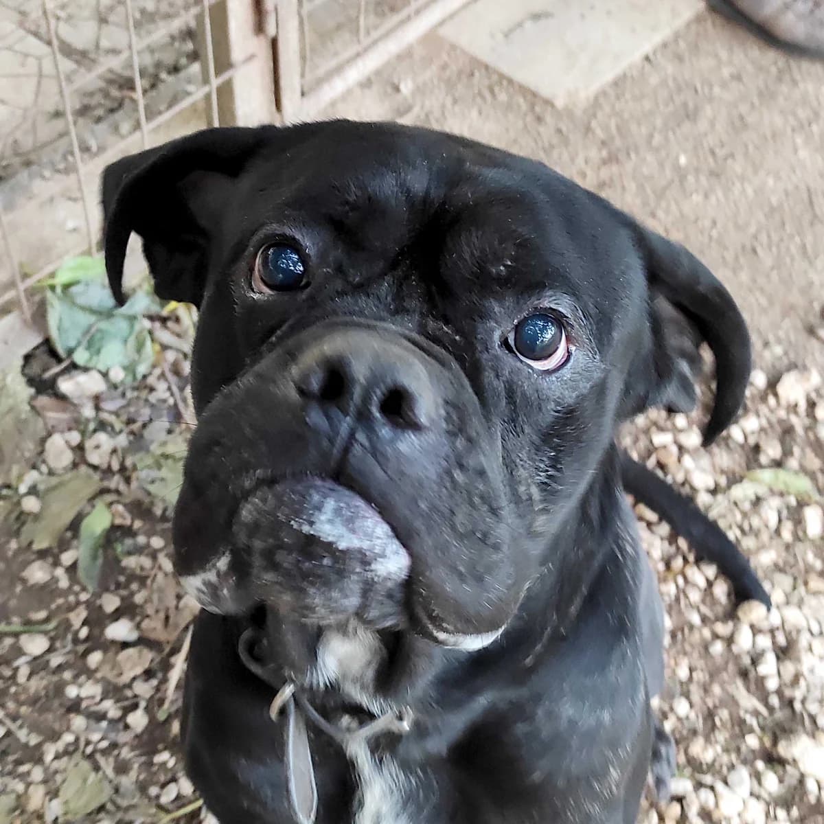 Norman, male 5yo mixed breed for adoption at Associazione Nati Liberi, Caserta