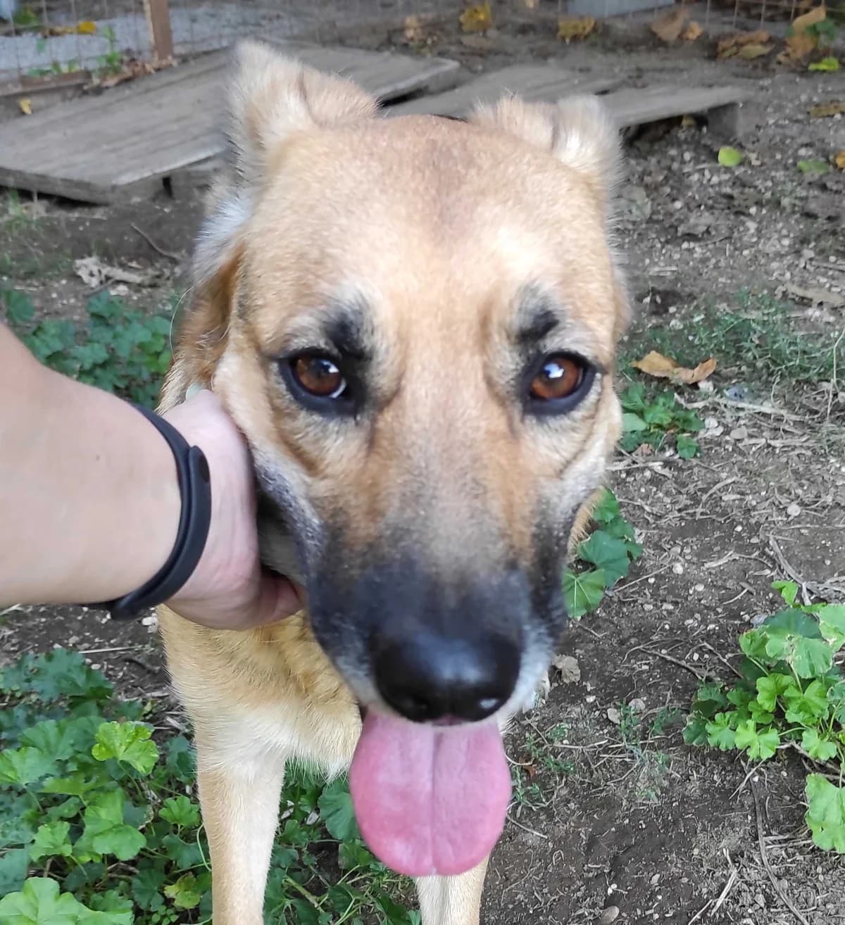 Raja, female 4yo German Shepherd for adoption at Associazione Nati Liberi, Caserta