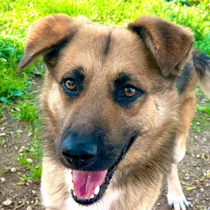 Carmine, male young German Shepherd for adoption at Associazione Nati Liberi, Caserta
