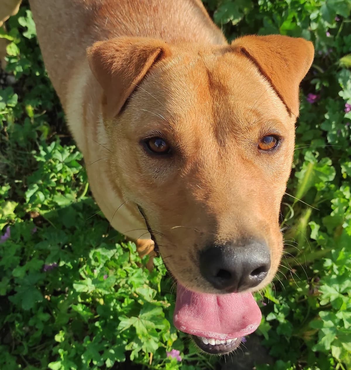 Paco, male young mixed breed for adoption at Associazione Nati Liberi, Caserta