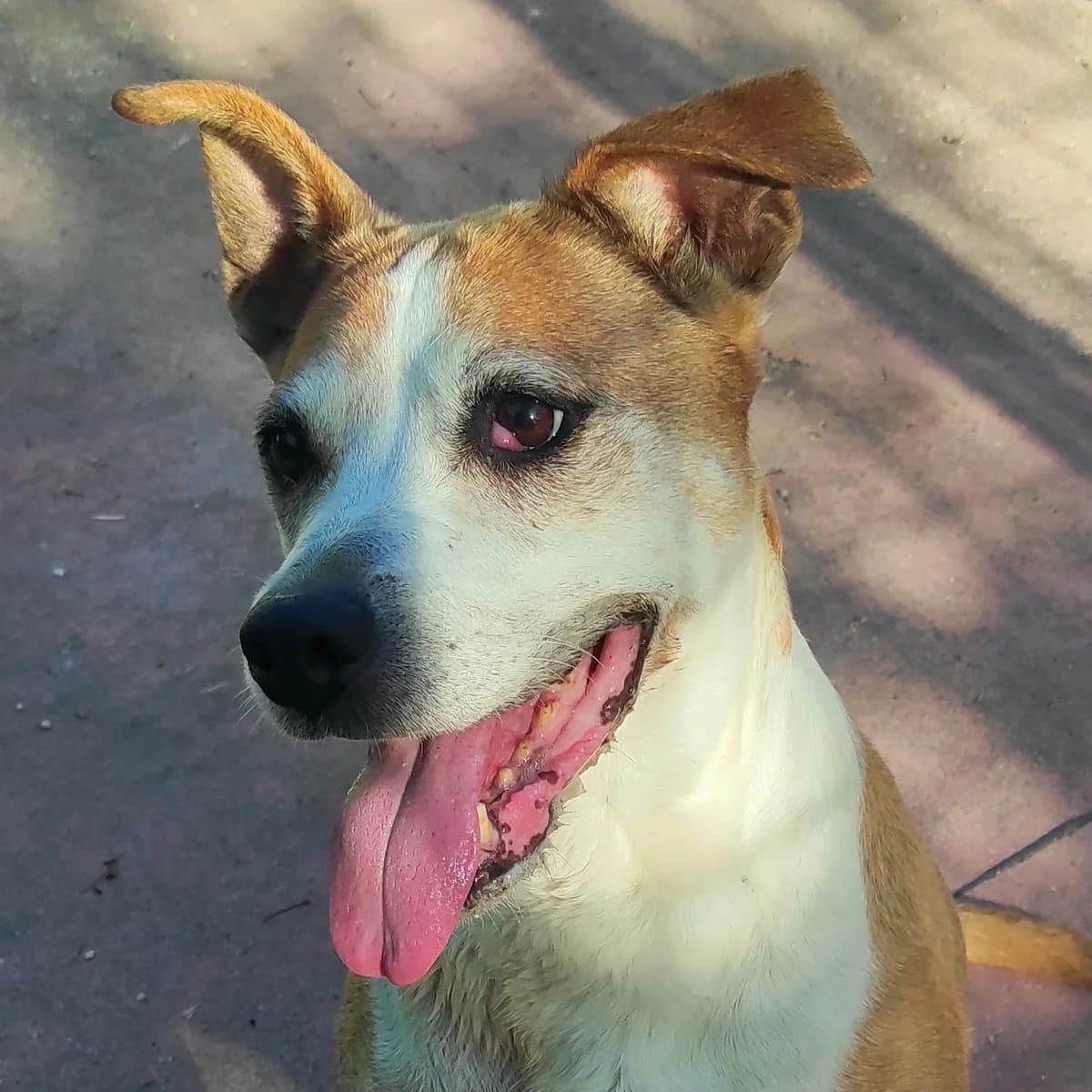Mia, female senior Pit Bull Terrier for adoption at Associazione Nati Liberi, Caserta