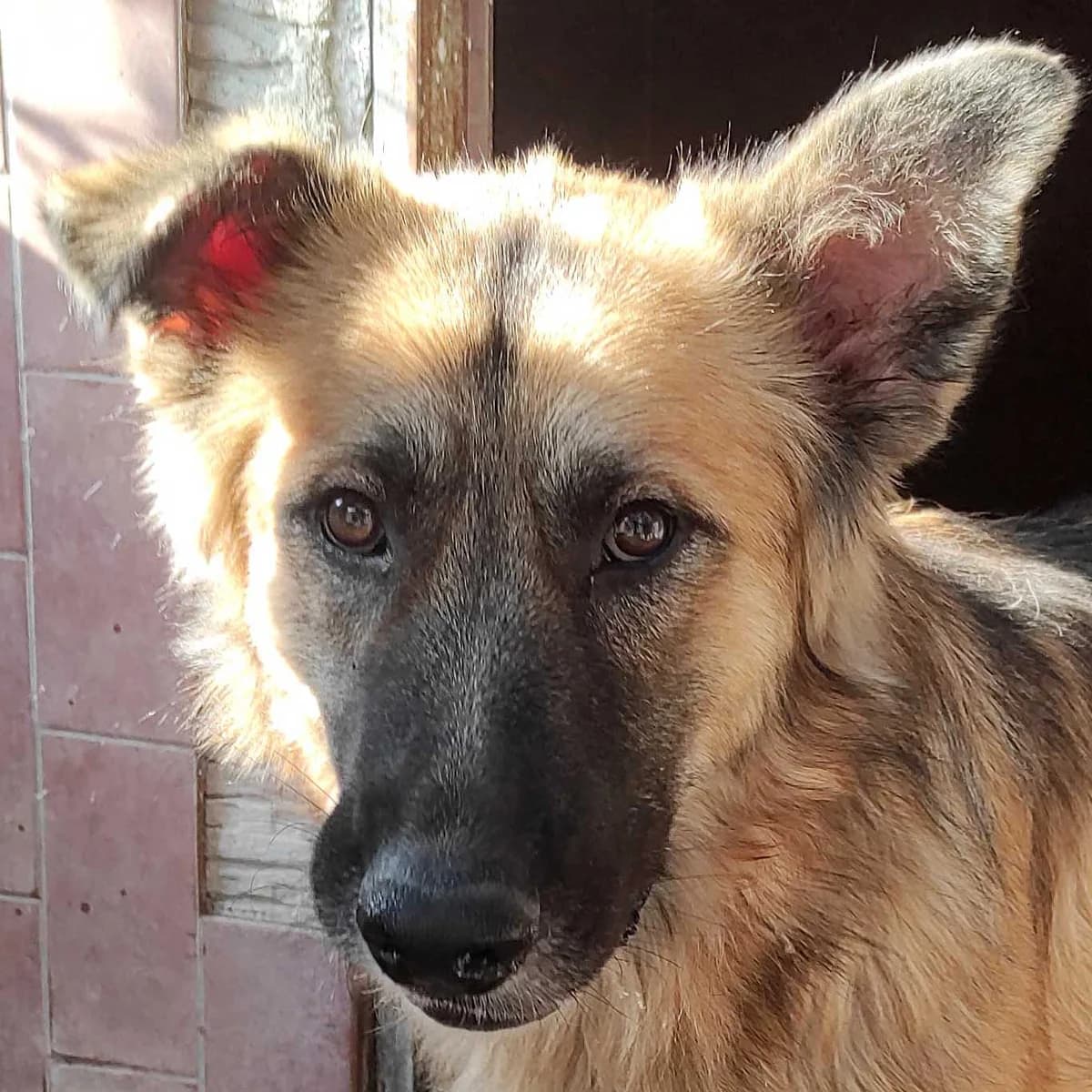 Adam, male young German Shepherd for adoption at Associazione Nati Liberi, Caserta