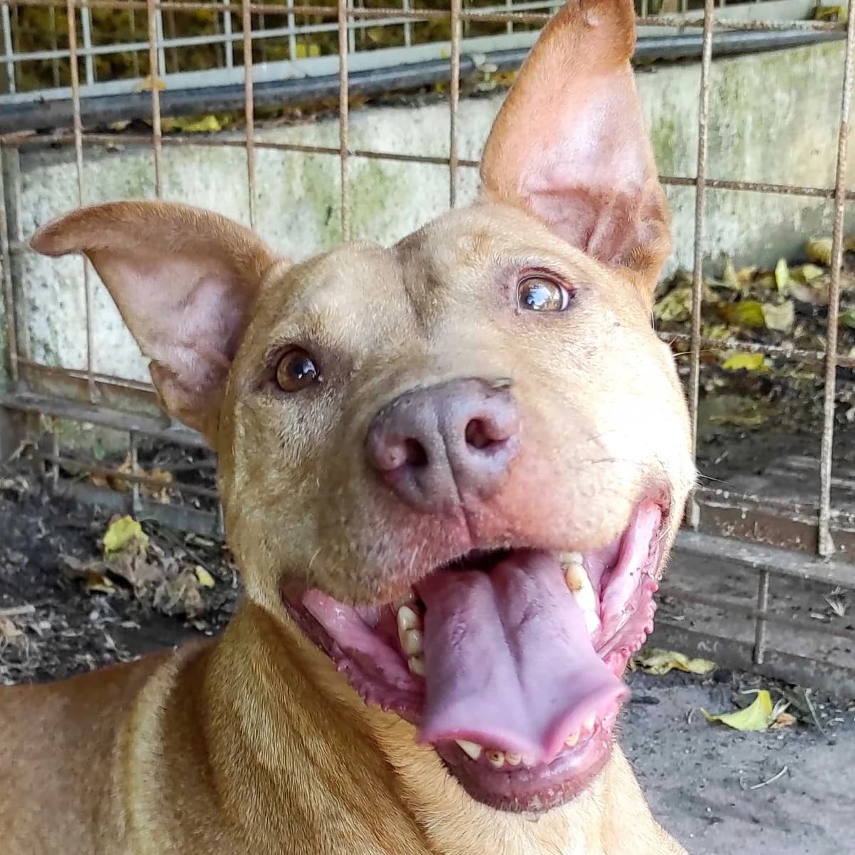 Dory, female 4yo Pit Bull Terrier for adoption at Associazione Nati Liberi, Caserta