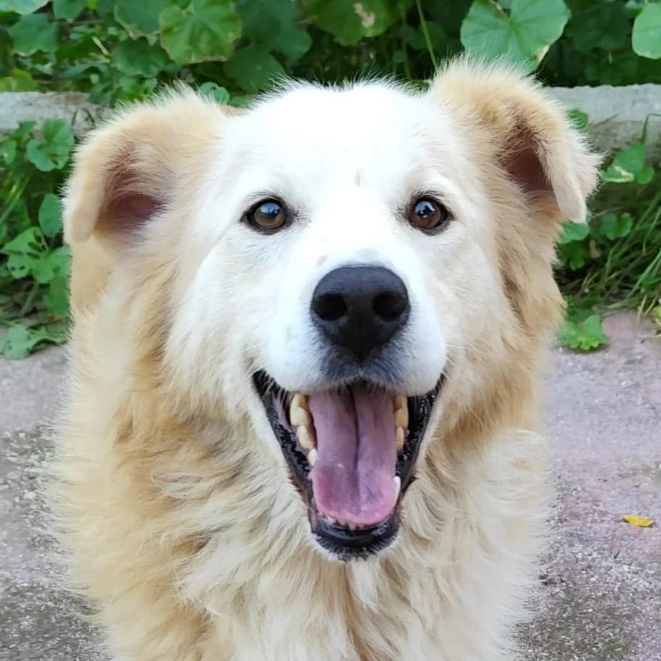Falò, male young mixed breed for adoption at Associazione Nati Liberi, Caserta
