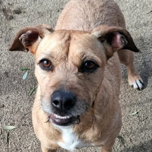 Demi, female 3yo mixed breed for adoption at Associazione Nati Liberi, Caserta