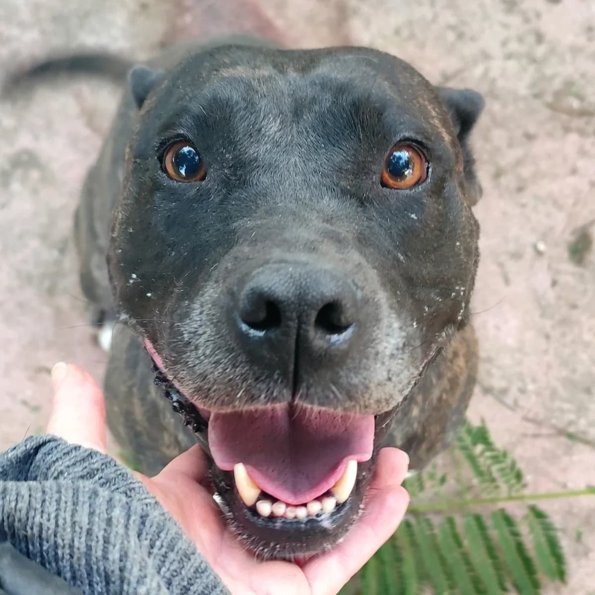 Atena, female 5yo Pit Bull Terrier for adoption at Associazione Nati Liberi, Caserta
