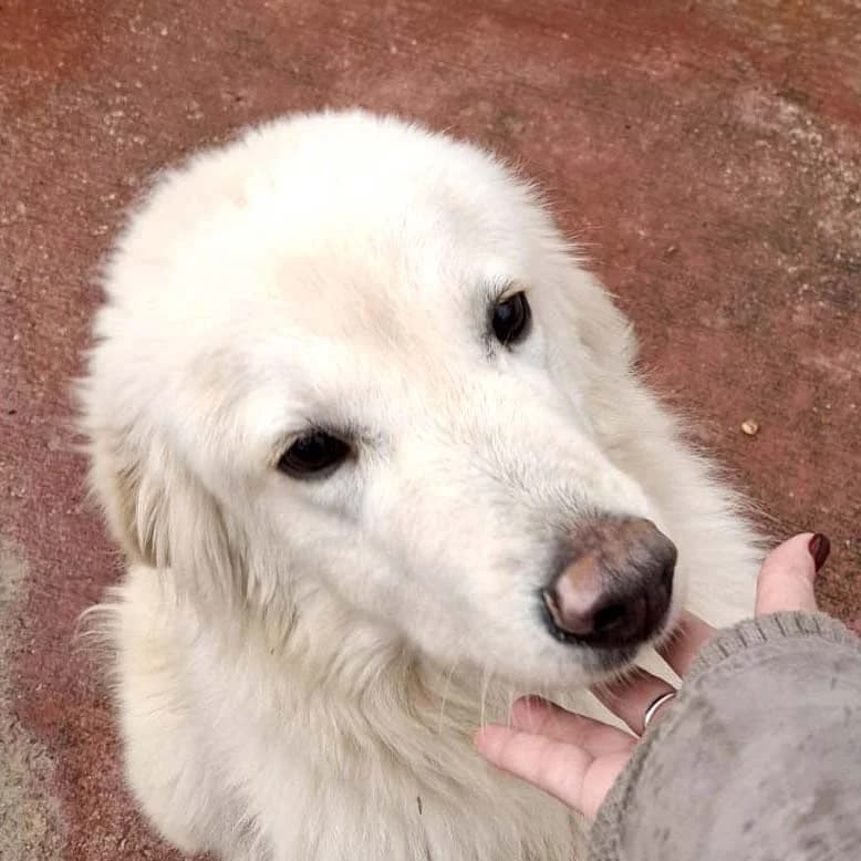 Louis, male young mixed breed for adoption at Associazione Nati Liberi, Caserta