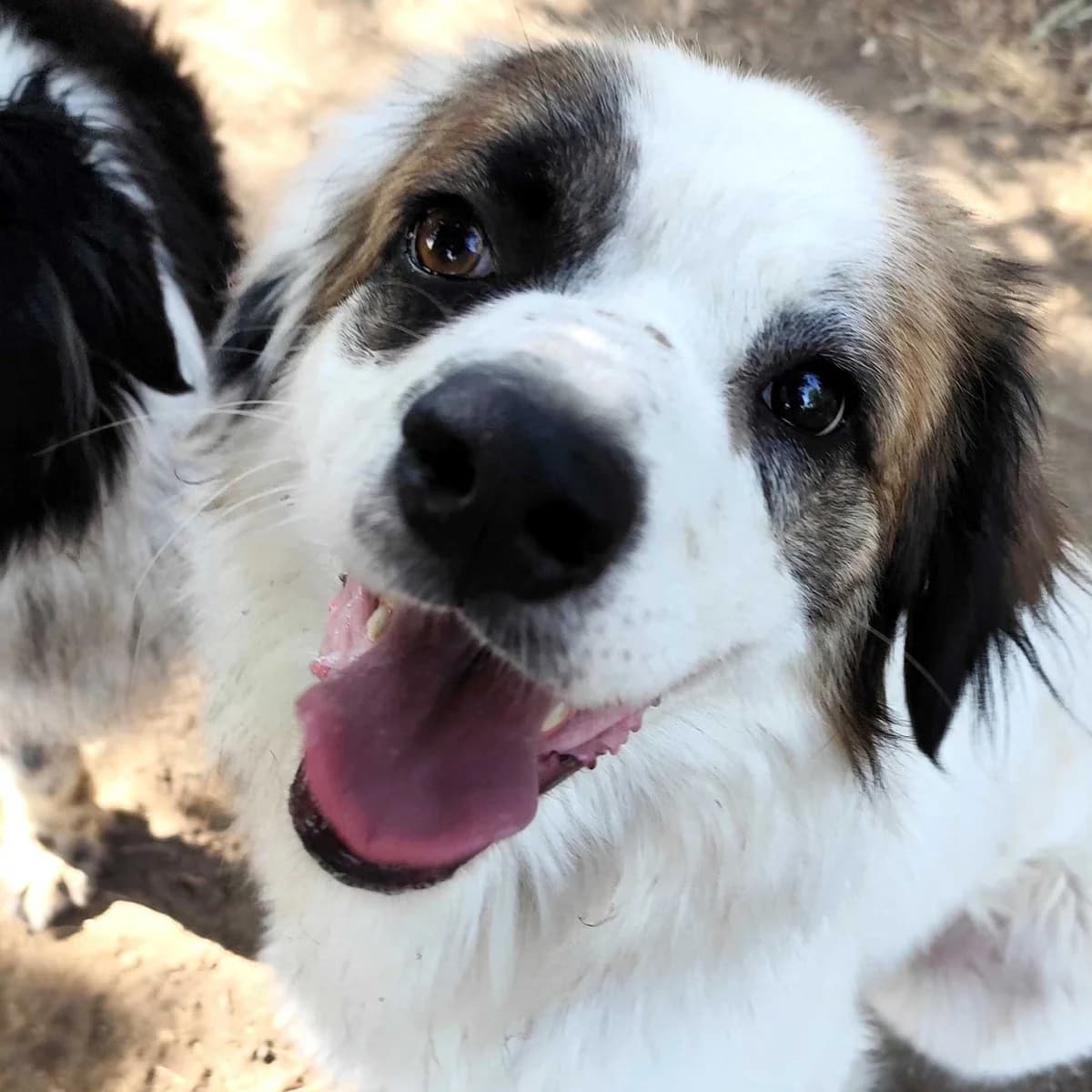 Teo, male young mixed breed for adoption at Associazione Nati Liberi, Caserta