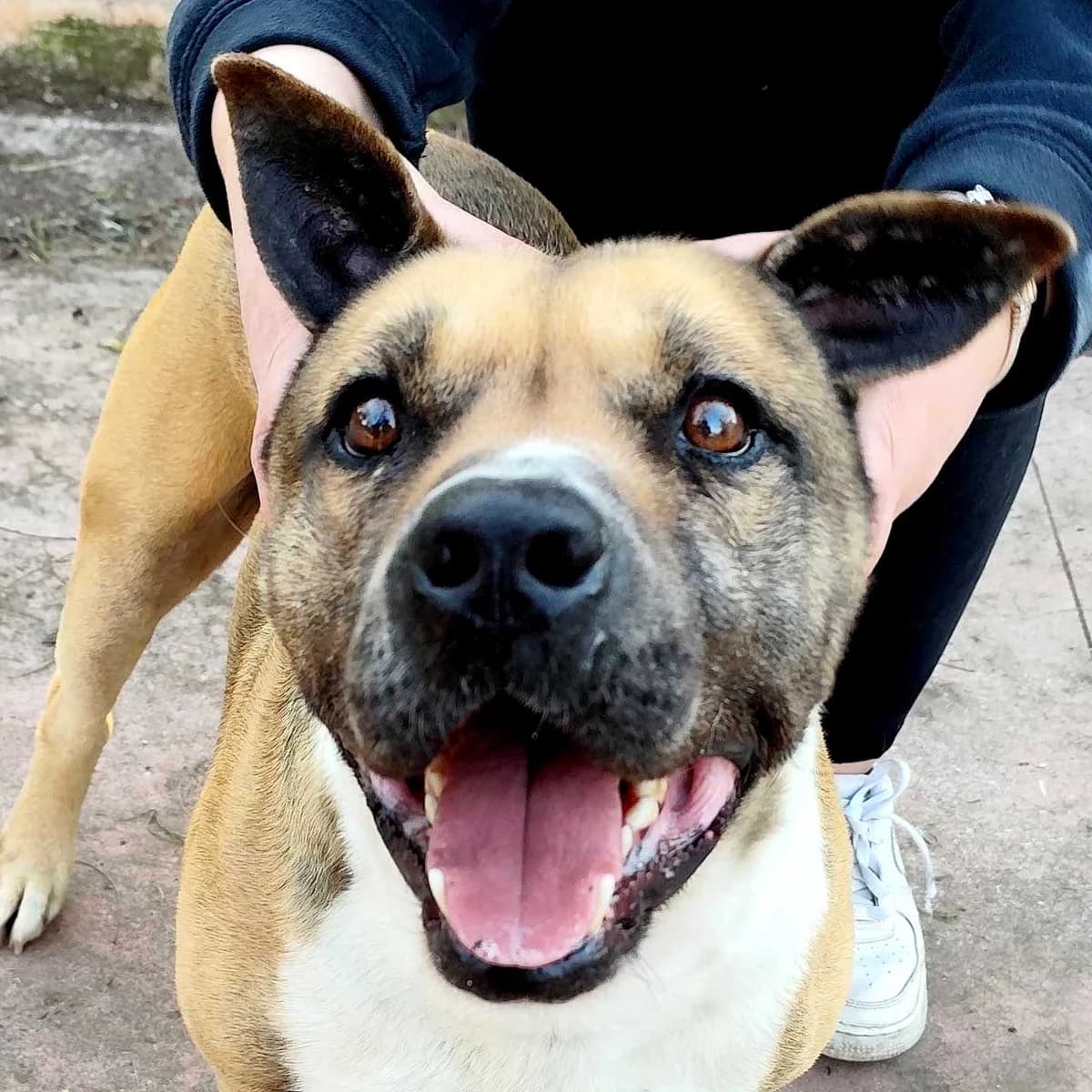 Bobo, male 5yo Pit Bull Terrier for adoption at Associazione Nati Liberi, Caserta