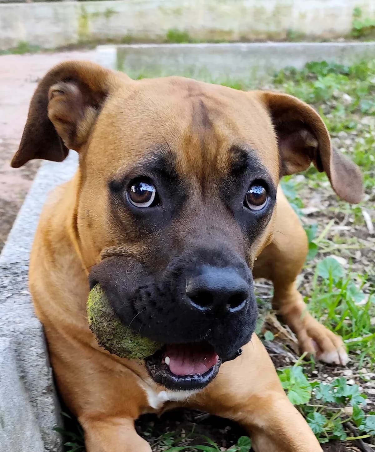 Baldo, male young mixed breed for adoption at Associazione Nati Liberi, Caserta
