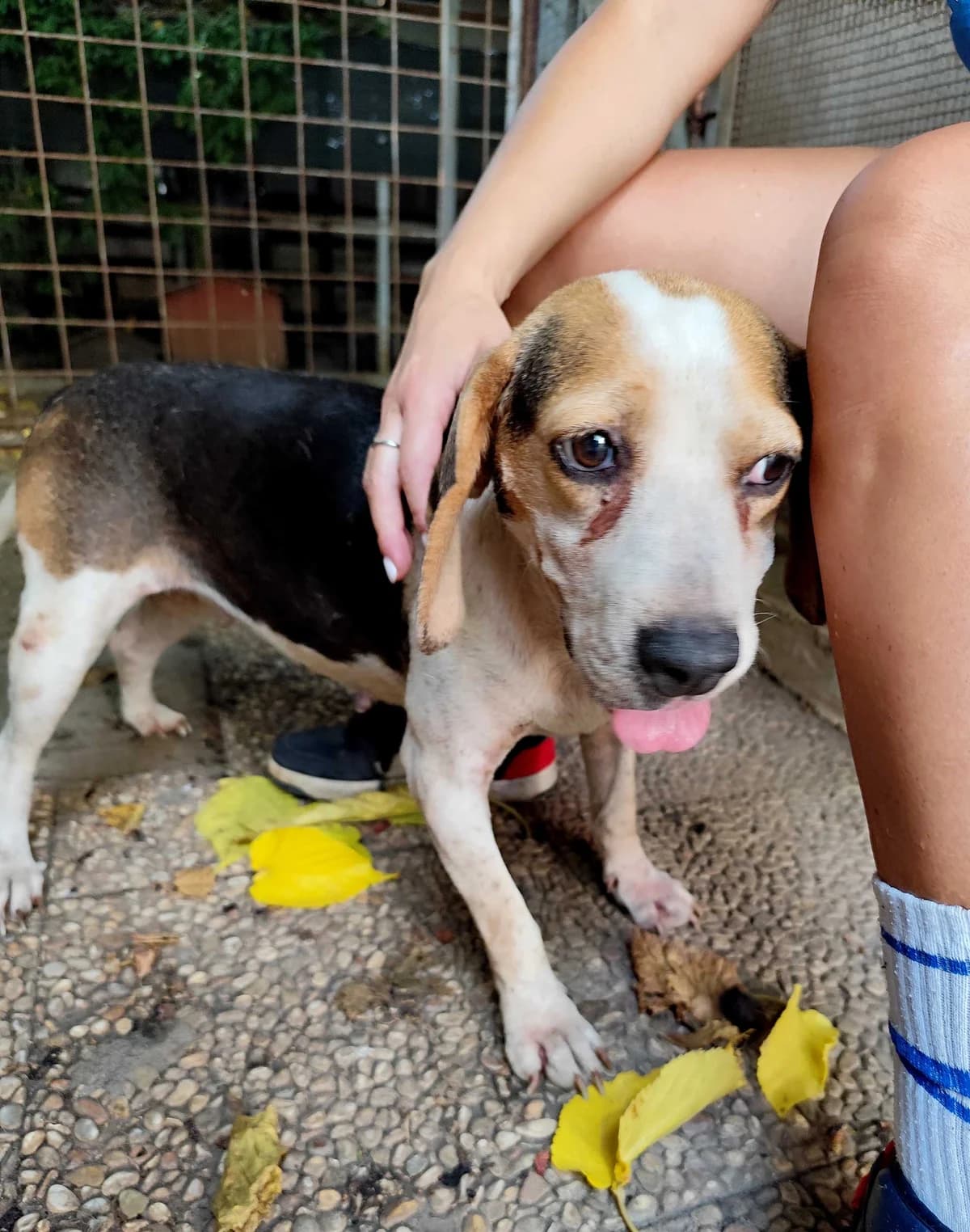 Lilla, female 4yo Beagle for adoption at Associazione Nati Liberi, Caserta
