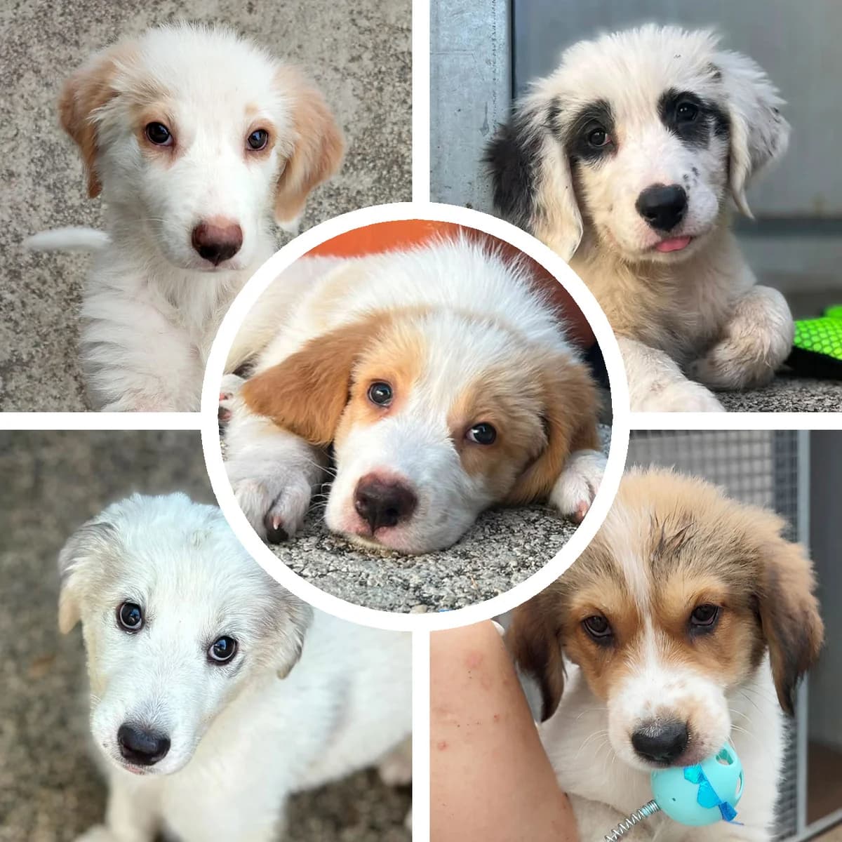 I Cuccioli "di Concord", puppy mixed breed for adoption at Associazione Nati Liberi, Caserta